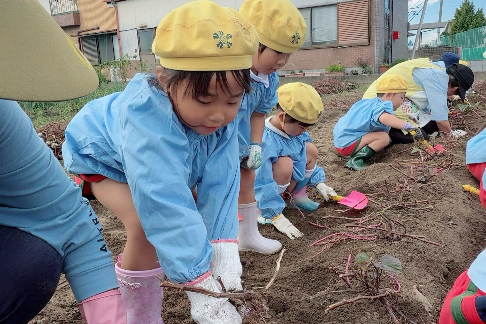 🍠✨ 先日、芋掘りを行いました！